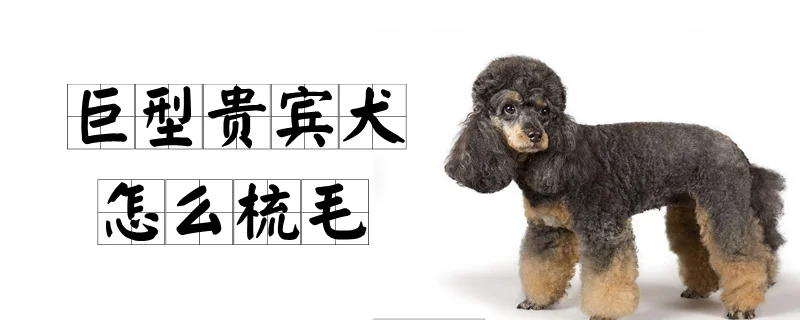 巨型貴賓犬怎么梳毛