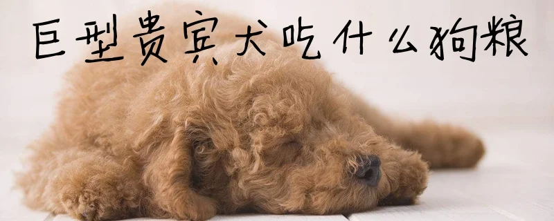 巨型貴賓犬吃什么狗糧