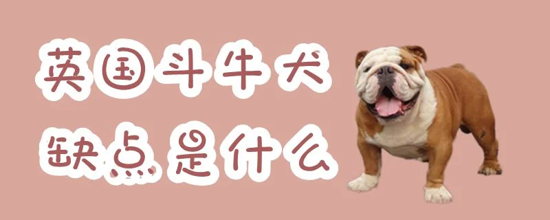 英國(guó)斗牛犬缺點(diǎn)是什么