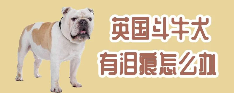 英國斗牛犬有淚痕怎么辦