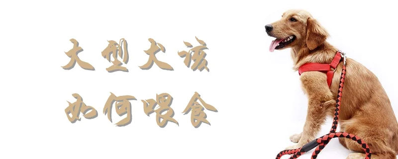 大型犬該如何喂食