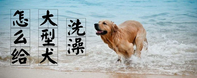 怎么給大型犬洗澡