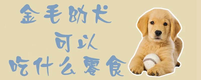 金毛幼犬可以吃什么零食1