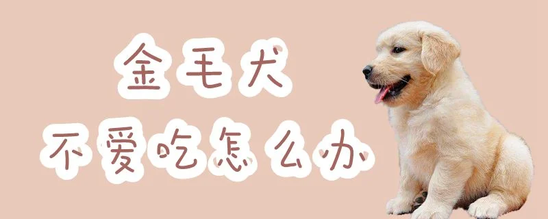 金毛犬不愛吃怎么辦