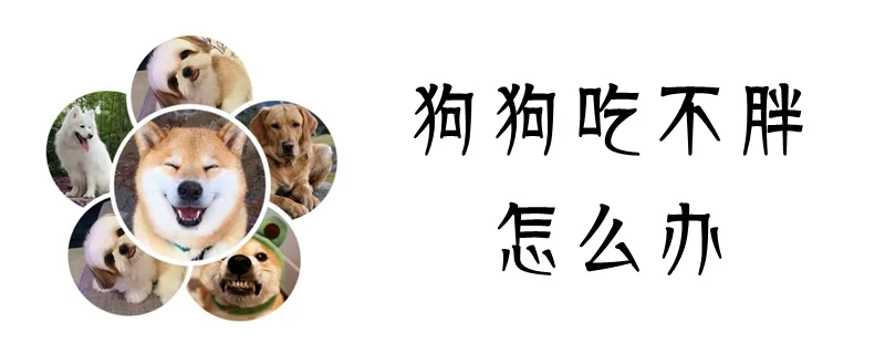 狗狗吃不胖怎么辦