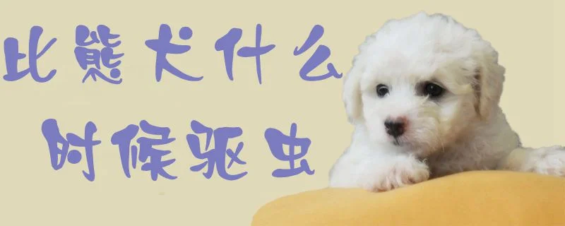 比熊犬什么時候驅蟲1