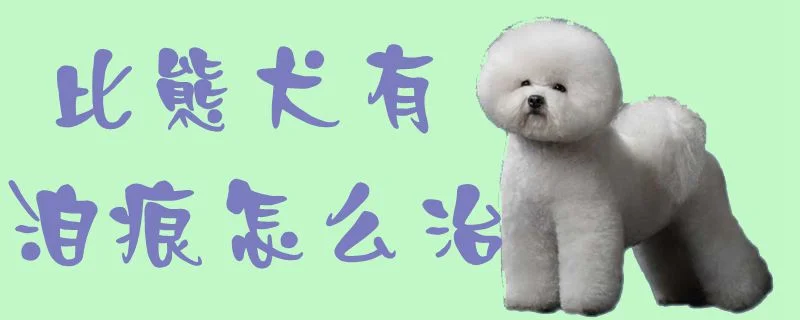 比熊犬有淚痕怎么治