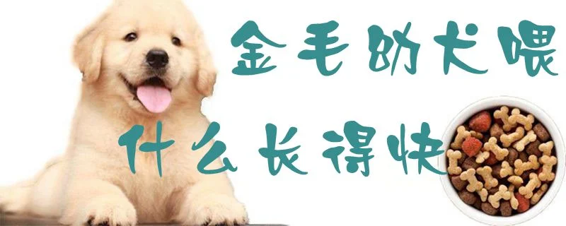 金毛幼犬喂什么長(zhǎng)得快1