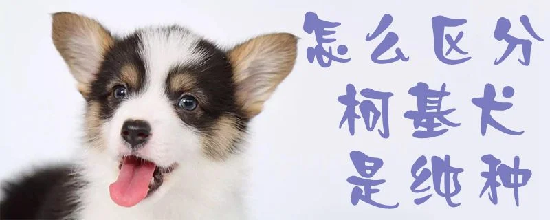 怎么區分柯基犬是純種1