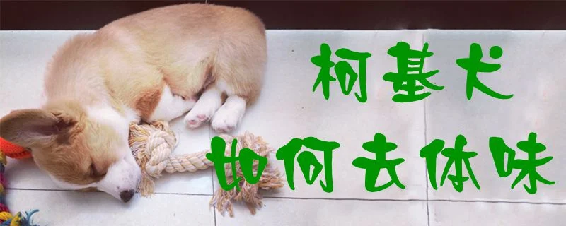 柯基犬如何去體味0