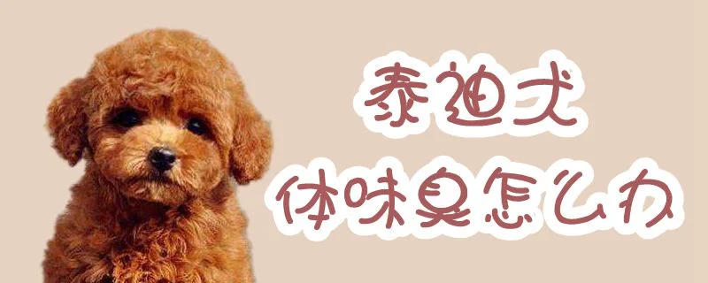 泰迪犬體味臭怎么辦