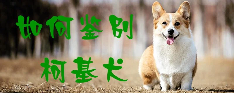 如何鑒別柯基犬1