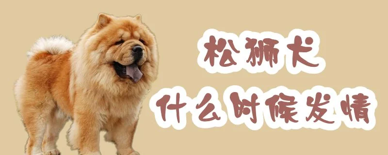 松獅犬什么時候發(fā)情