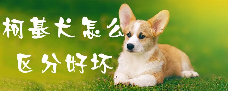 柯基犬怎么區分好壞1