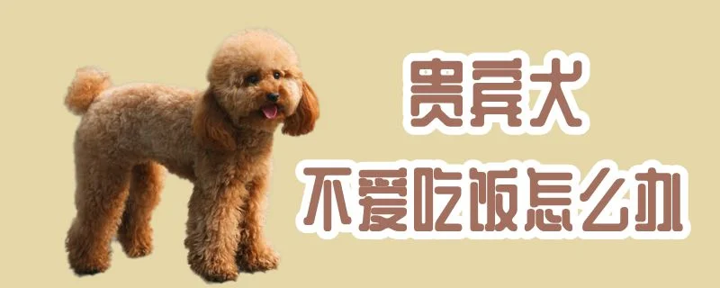 貴賓犬不愛吃飯怎么辦