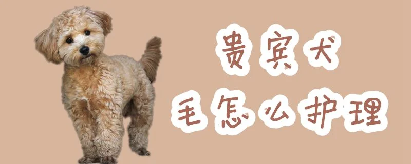 貴賓犬毛怎么護理