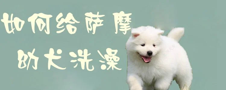 如何給薩摩幼犬洗澡1