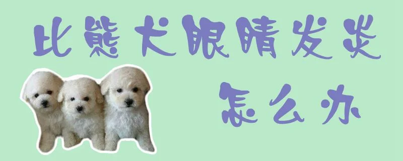 比熊犬眼睛發炎怎么辦1