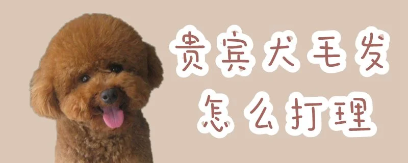 貴賓犬毛發怎么打理