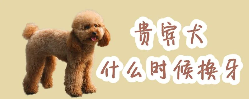 貴賓犬什么時候換牙