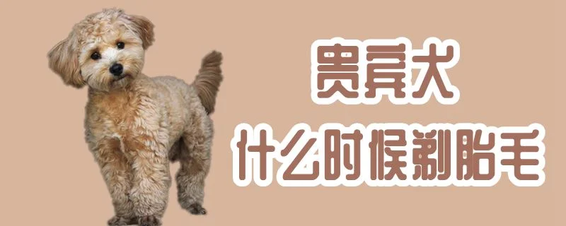 貴賓犬什么時(shí)候剃胎毛