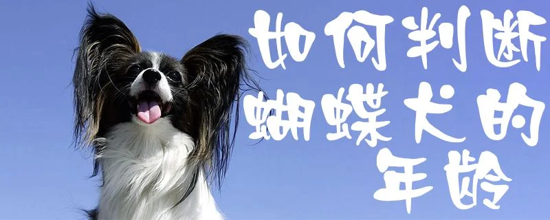 如何判斷蝴蝶犬的年齡1