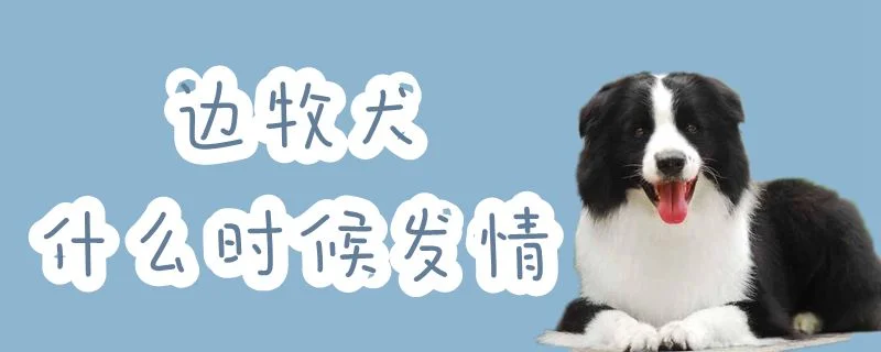 邊牧犬什么時(shí)候發(fā)情