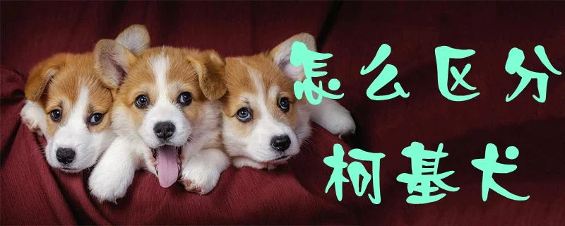 怎么區(qū)分柯基犬