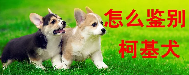 怎么鑒別柯基犬1