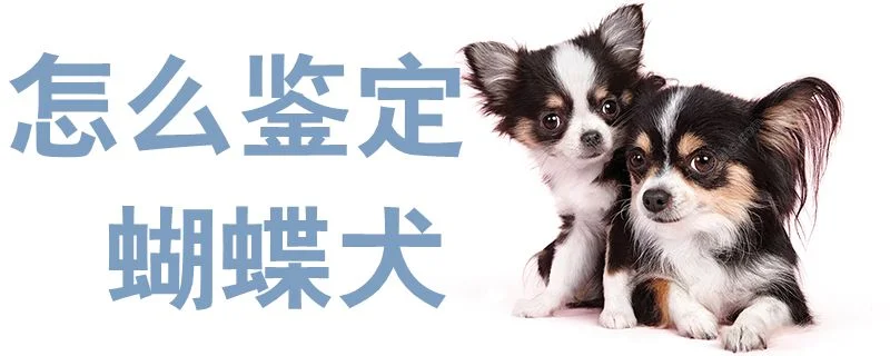 怎么鑒定蝴蝶犬1