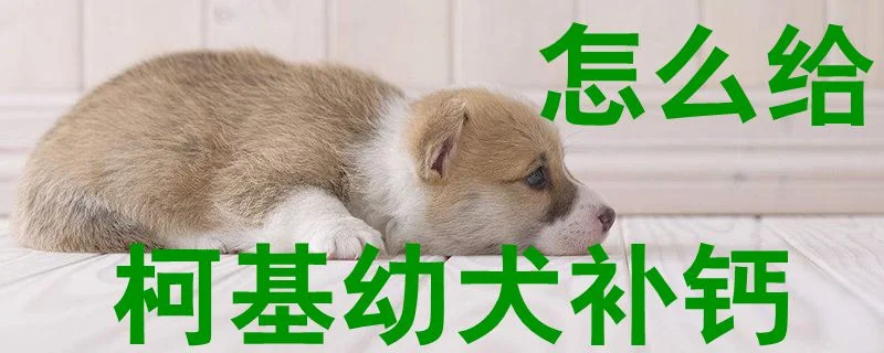 怎么給柯基幼犬補鈣1