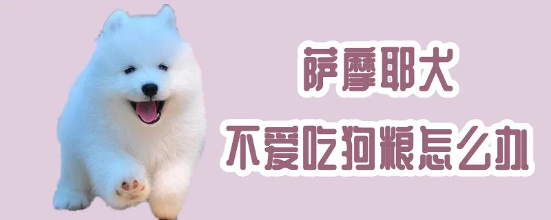 薩摩耶犬不愛吃狗糧怎么辦