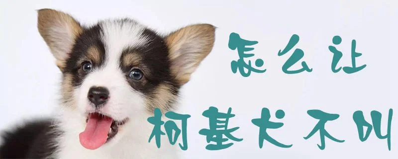 怎么讓柯基犬不叫1