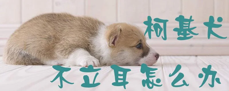 柯基犬不立耳怎么辦1