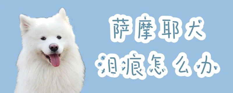 薩摩耶犬淚痕怎么辦