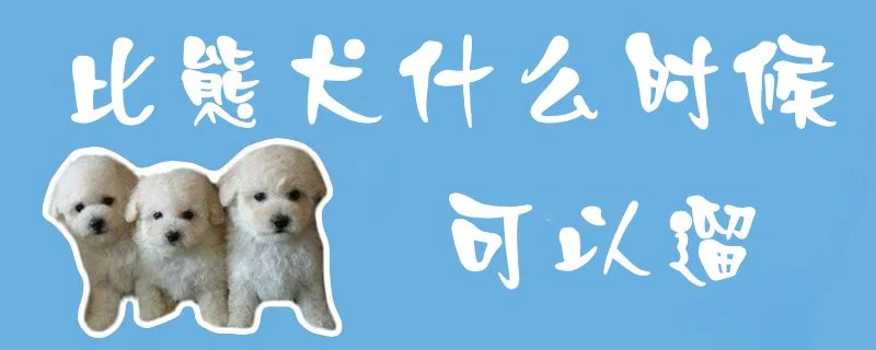 比熊犬什么時候可以遛1