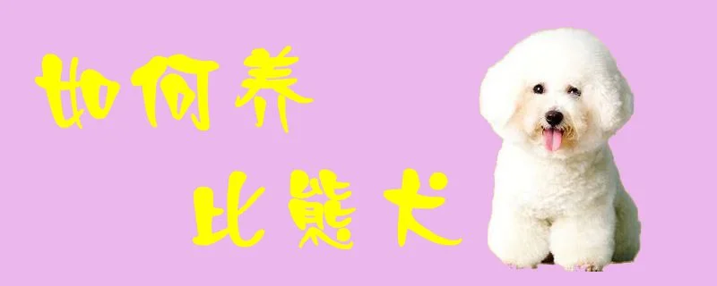 如何養(yǎng)比熊犬1