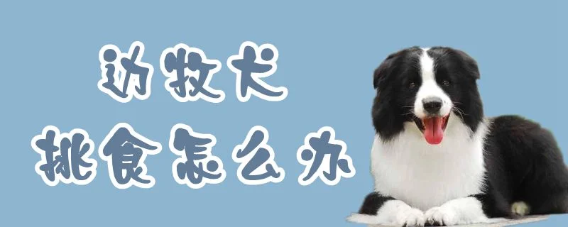 邊牧犬挑食怎么辦