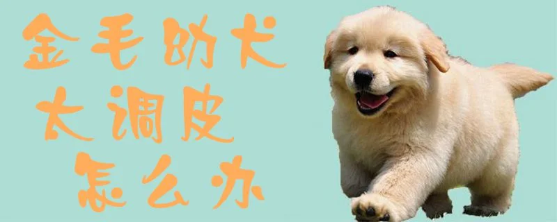 金毛幼犬太調皮怎么辦1