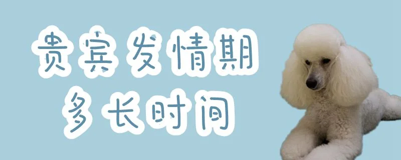 貴賓發(fā)情期多長時(shí)間