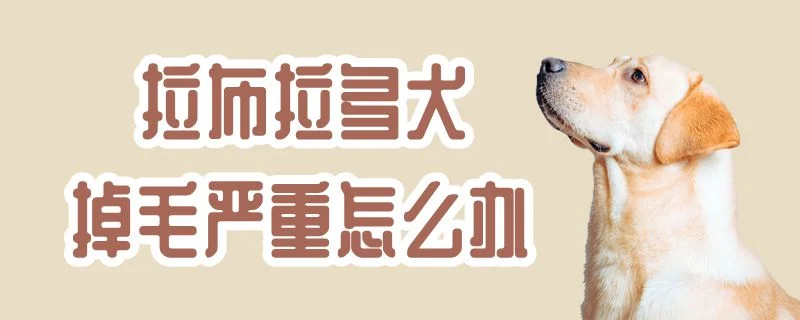 拉布拉多犬掉毛嚴重怎么辦