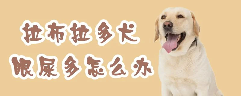 拉布拉多犬眼屎多怎么辦