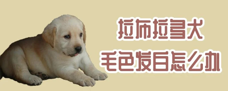 拉布拉多犬毛色發白怎么辦