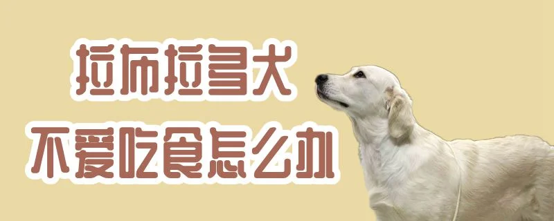 拉布拉多犬不愛吃食怎么辦