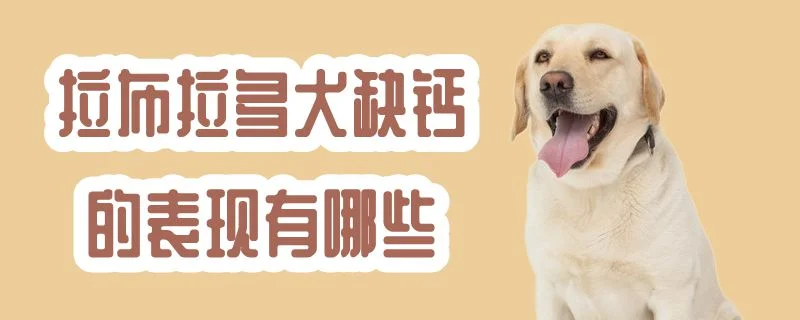 拉布拉多犬缺鈣的表現有哪些