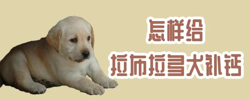 怎樣給拉布拉多犬補鈣