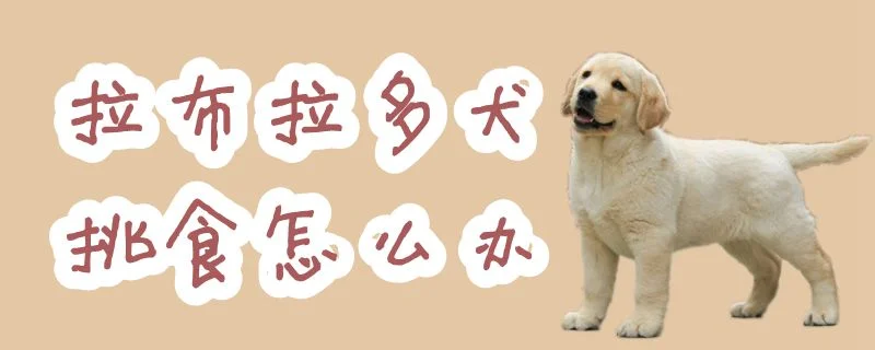 拉布拉多犬挑食怎么辦