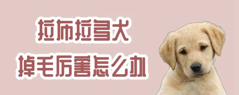 拉布拉多犬掉毛厲害怎么辦