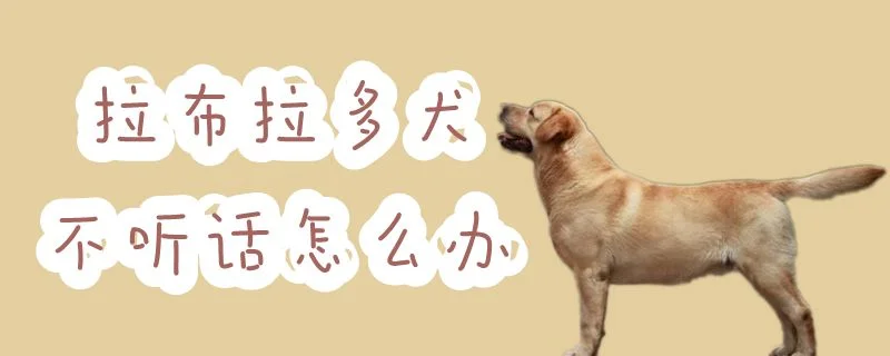 拉布拉多犬不聽話怎么辦