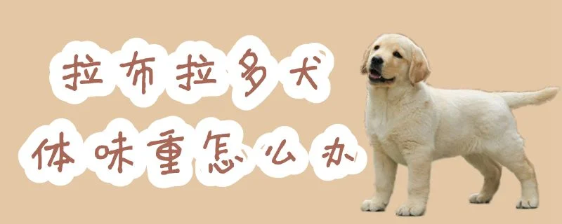 拉布拉多犬體味重怎么辦